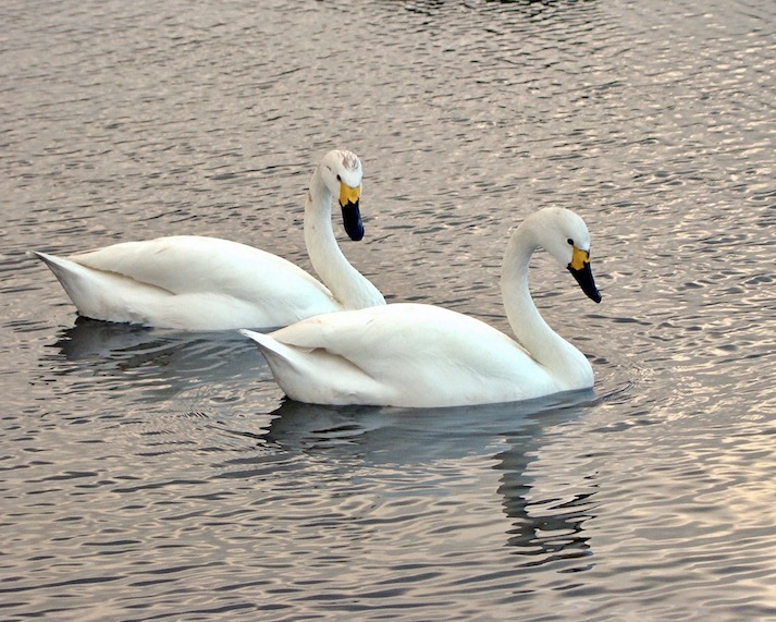 Bewick swan